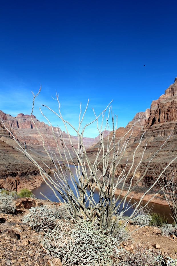 Grand Canyon - DQZ