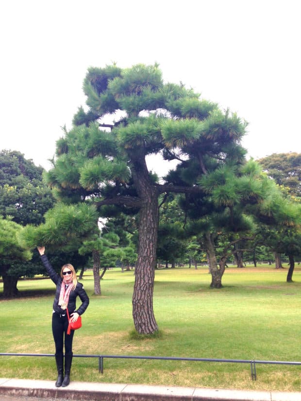 Palácio Imperial - Tokyo - DQZ - Pinheiro Negro