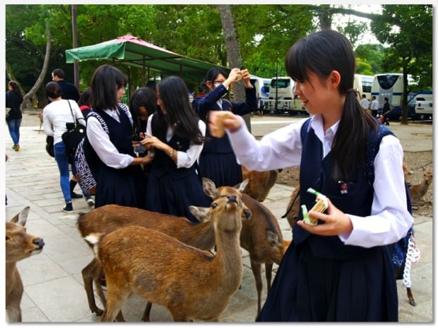 japão 1  trip